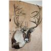 Image 1 : Big 31-Point CARIBOU Shoulder Mount