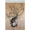Image 2 : Big 31-Point CARIBOU Shoulder Mount