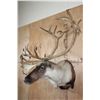 Image 3 : Big 31-Point CARIBOU Shoulder Mount