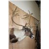 Image 4 : Big 31-Point CARIBOU Shoulder Mount