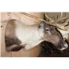 Image 5 : Big 31-Point CARIBOU Shoulder Mount