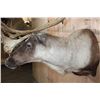 Image 6 : Big 31-Point CARIBOU Shoulder Mount