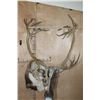 Image 7 : Big 31-Point CARIBOU Shoulder Mount
