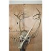 Image 8 : Big 31-Point CARIBOU Shoulder Mount