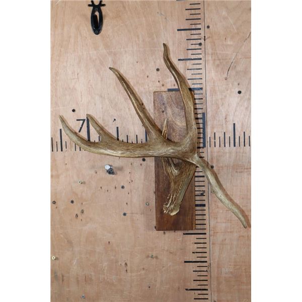 XL Kansas City 7-Point WHITETAIL Deer Antler Shed with an 8" Long Drop Tine on a Wood Plaque