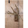 Image 1 : XL Kansas City 7-Point WHITETAIL Deer Antler Shed with an 8" Long Drop Tine on a Wood Plaque