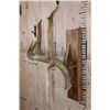 Image 2 : XL Kansas City 7-Point WHITETAIL Deer Antler Shed with an 8" Long Drop Tine on a Wood Plaque