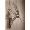 Image 3 : XL Kansas City 7-Point WHITETAIL Deer Antler Shed with an 8" Long Drop Tine on a Wood Plaque