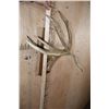 Image 5 : XL Kansas City 7-Point WHITETAIL Deer Antler Shed with an 8" Long Drop Tine on a Wood Plaque