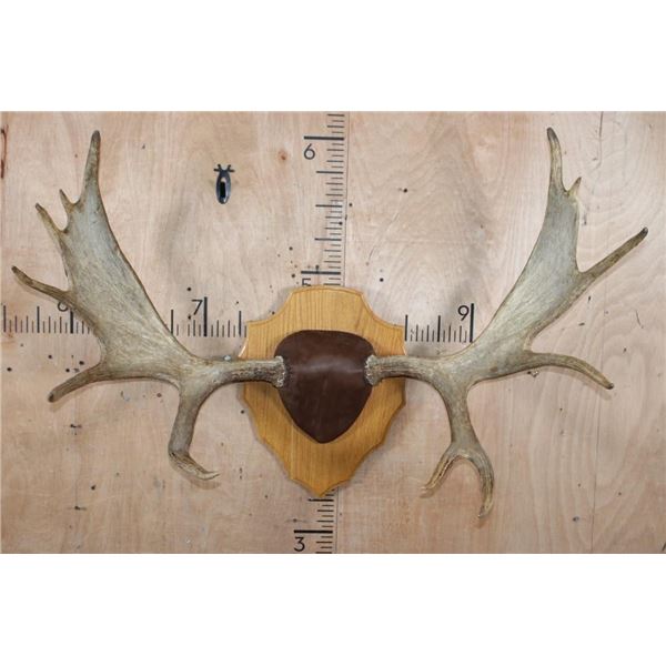 XL 12-Point SHIRAS MOOSE Antler Rack on a Wood Plaque