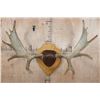 Image 1 : XL 12-Point SHIRAS MOOSE Antler Rack on a Wood Plaque