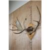 Image 3 : XL 12-Point SHIRAS MOOSE Antler Rack on a Wood Plaque