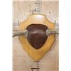 Image 5 : XL 12-Point SHIRAS MOOSE Antler Rack on a Wood Plaque