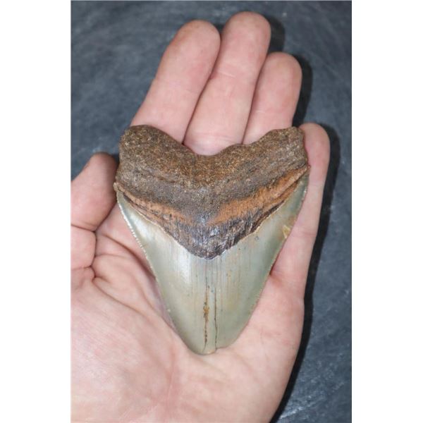 Big MEGALODON Shark Tooth Fossil Specimen