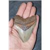 Image 1 : Big MEGALODON Shark Tooth Fossil Specimen