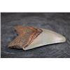 Image 2 : Big MEGALODON Shark Tooth Fossil Specimen