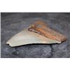 Image 3 : Big MEGALODON Shark Tooth Fossil Specimen