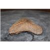 Image 4 : Big MEGALODON Shark Tooth Fossil Specimen