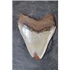 Image 5 : Big MEGALODON Shark Tooth Fossil Specimen