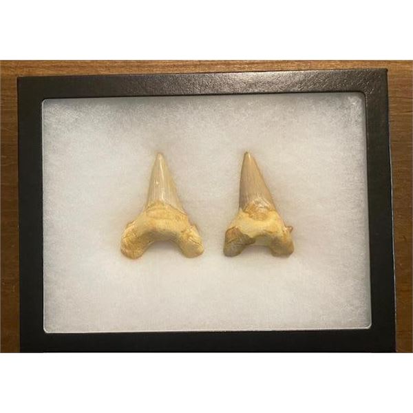 (2) *Rare* GIANT MACKEREL or OTODUS SHARK TEETH Fossil Specimens in a Display Case