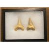 Image 1 : (2) *Rare* GIANT MACKEREL or OTODUS SHARK TEETH Fossil Specimens in a Display Case