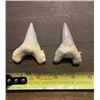 Image 2 : (2) *Rare* GIANT MACKEREL or OTODUS SHARK TEETH Fossil Specimens in a Display Case