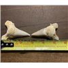 Image 3 : (2) *Rare* GIANT MACKEREL or OTODUS SHARK TEETH Fossil Specimens in a Display Case