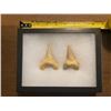 Image 4 : (2) *Rare* GIANT MACKEREL or OTODUS SHARK TEETH Fossil Specimens in a Display Case