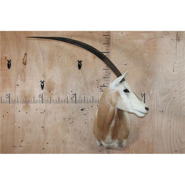 *TEXAS RESIDENTS ONLY* SCIMITAR HORNED ORYX Shoulder Mount
