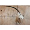 Image 1 : *TEXAS RESIDENTS ONLY* SCIMITAR HORNED ORYX Shoulder Mount
