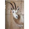 Image 2 : *TEXAS RESIDENTS ONLY* SCIMITAR HORNED ORYX Shoulder Mount