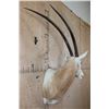 Image 3 : *TEXAS RESIDENTS ONLY* SCIMITAR HORNED ORYX Shoulder Mount