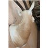 Image 4 : *TEXAS RESIDENTS ONLY* SCIMITAR HORNED ORYX Shoulder Mount