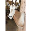 Image 5 : *TEXAS RESIDENTS ONLY* SCIMITAR HORNED ORYX Shoulder Mount
