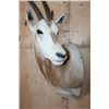 Image 6 : *TEXAS RESIDENTS ONLY* SCIMITAR HORNED ORYX Shoulder Mount