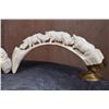 Image 6 : Matching Set of (2) WARTHOG Tusks Featuring Elephants and Rhinos with Brass Stands