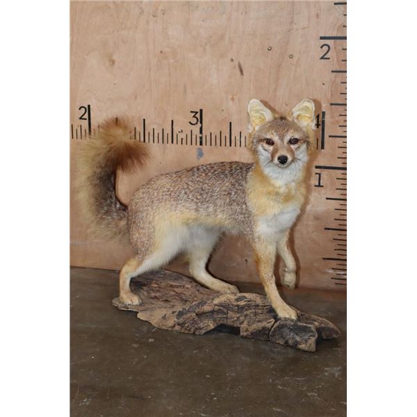 Life-sized GREY FOX on a Driftwood Base