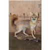 Image 1 : Life-sized GREY FOX on a Driftwood Base