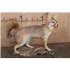 Image 2 : Life-sized GREY FOX on a Driftwood Base