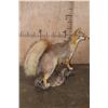 Image 3 : Life-sized GREY FOX on a Driftwood Base