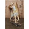 Image 4 : Life-sized GREY FOX on a Driftwood Base