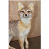Image 5 : Life-sized GREY FOX on a Driftwood Base