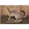 Image 6 : Life-sized GREY FOX on a Driftwood Base
