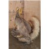 Image 7 : Life-sized GREY FOX on a Driftwood Base