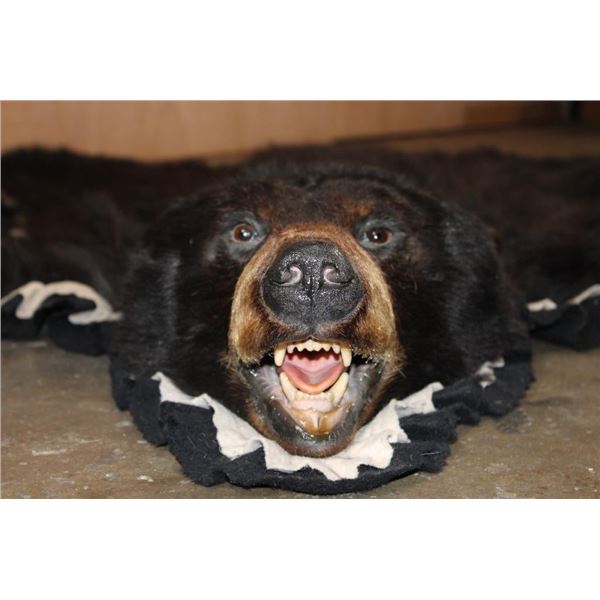 Double Felted BLACK BEAR Rug with its Mounted Head and All its Claws