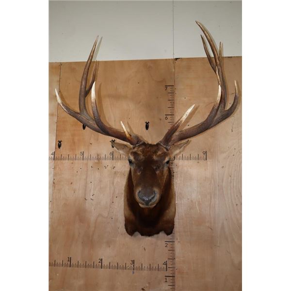 Massive XXL 15-Point ELK Shoulder Mount