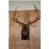 Image 1 : Massive XXL 15-Point ELK Shoulder Mount