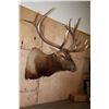 Image 2 : Massive XXL 15-Point ELK Shoulder Mount