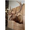 Image 3 : Massive XXL 15-Point ELK Shoulder Mount