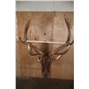 Image 4 : Massive XXL 15-Point ELK Shoulder Mount